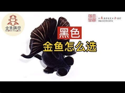 黑牡丹金魚風水|【黑牡丹金魚混養】《黑牡丹金魚混養》財運滾滾來！化煞鎮宅、。